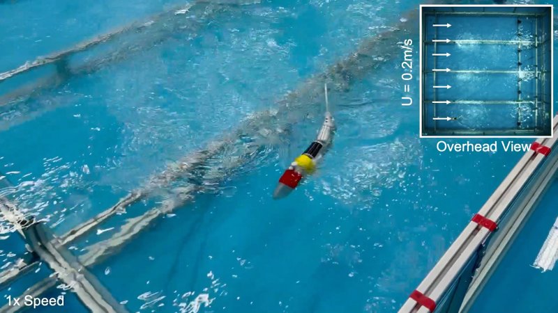 Robotic Fish Flow Against