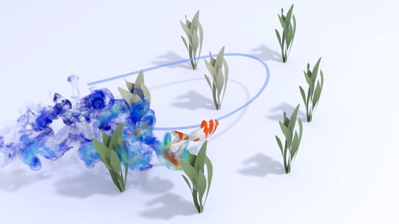 Fish swimming around seaweed