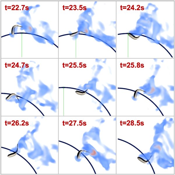 Exploring Learning-Based Control Policy for Fish-Like Robots in Altered Background Flows
